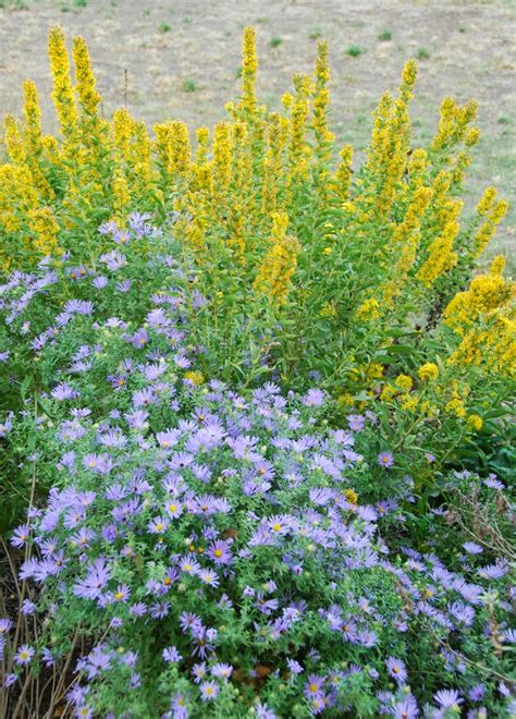 Gaia Garden: Shoulder to Shoulder, The Asters Begin to Take Center Stage