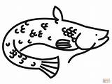 Catfish coloring Page  Free Printable Coloring Pages sketch template