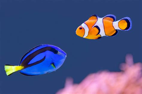 What Makes A Dory Blue Tang Fish