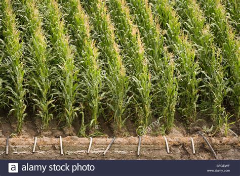 Aerial view of an American corn maize field with irrigation in summer ...