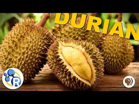 Ever Wondered What Durian Smells Like? | Fragranceze