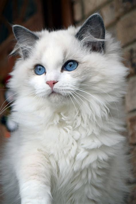 Ragdoll Cat Colors Red