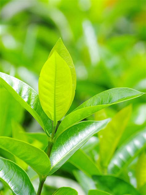 REAL Green Tea Plant Camellia Sinensis – Sweetcanes.com