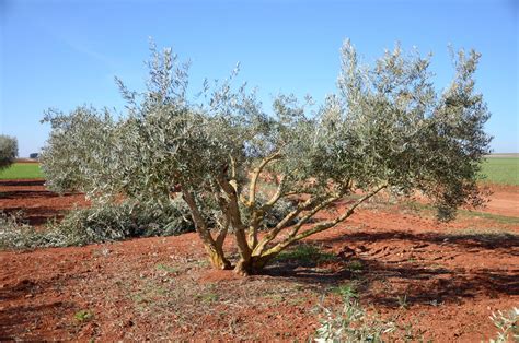 Pruning olive trees: “Without too much wood, the olives will be better and more”