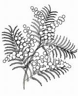 Mimosa Flower Flowers coloring Pages – Artofit sketch template