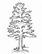 Coloring Pages Of Pine Trees At GetColoringscom  Free Printable sketch template