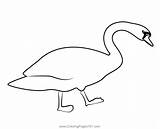 Beautiful Swan Bird Coloring Page For Kids  Free Swans And Geese sketch template