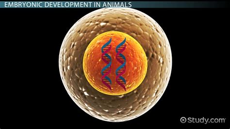 Blastula Stage, Definition & Formation - Video & Lesson Transcript | Study.com