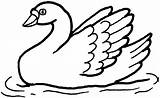 Swans Coloring Pages  Home sketch template