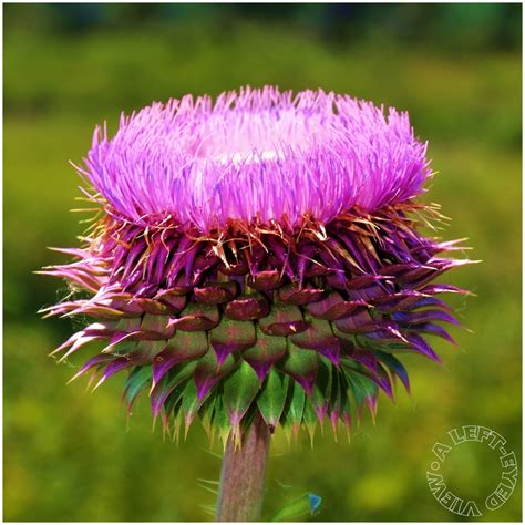 Musk Thistle #2 - Plant & Nature Photos - A LEFT-EYED VIEW