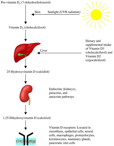 vitamin d | Vitamin d, Mammary gland, Vitamins