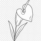 Lily Flower Coloring Page  Lilies Flowers Clip Art PNG Transparent sketch template
