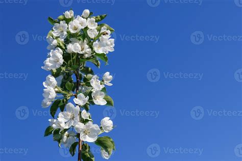 Apple tree flowers on blue sky background 13941626 Stock Photo at Vecteezy