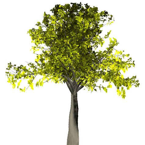 Tree Leaves Branches Isolated PNG | Picpng