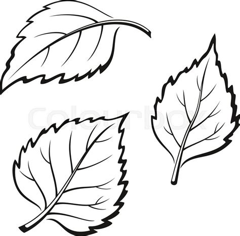 Birch Leaf Drawing at GetDrawings | Free download