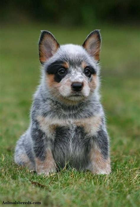 Australian Cattle Dog - Puppies, Rescue, Pictures, Information ...