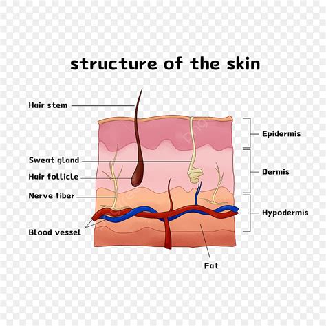 Gambar Struktur Kulit Manusia