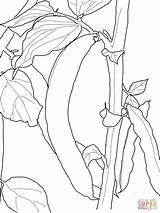 Seed Sprout Coloring Pages sketch template