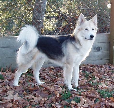 The German Shepherd Husky Mix (a.k.a Gerberian Shepsky) – all you need to know - Animalso