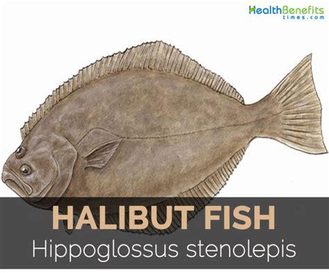 Halibut fish Facts, Health Benefits and Nutritional Value