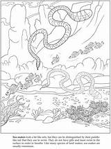 Snake Coloring Sea Pages Garter Printable Template Clipartmag Drawing  sketch template