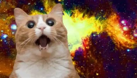 Animals & Content: What's the Deal With Cat Memes? | Scripted