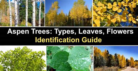 Aspen Trees: Types, Leaves, Flowers (Including Quaking Aspen)