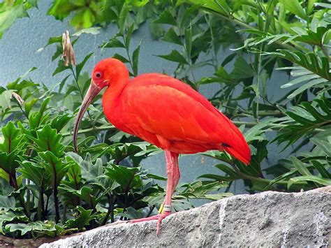 Scarlet Ibis Facts | Anatomy, Diet, Habitat, Behavior - Animals Time