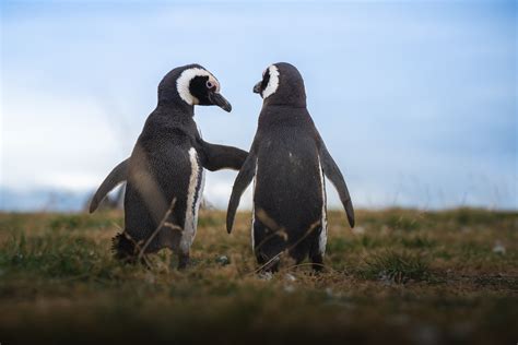 Photographer Talks Adorable Penguins in Antartica and More