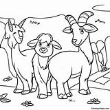 3 Billy Goats Gruff Coloring Page  Pagescom sketch template