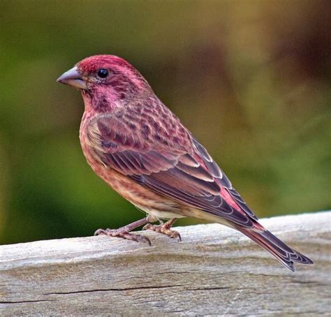 Purple Finch Facts, Behavior, Care as Pets, Pictures