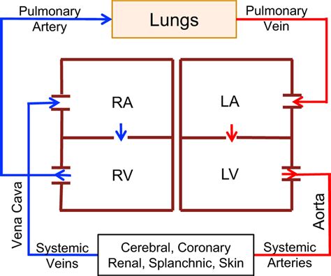 Cardiopulmonary circuit. Oxygenated blood is carried from the lungs... | Download Scientific Diagram