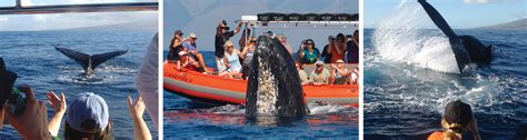 Up Close 2 Hour Whale Watching Tours 808-667-5565 - Captain Steve's Rafting