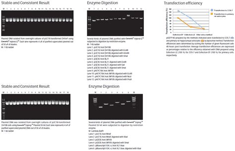 Plasmid DNA Purification System