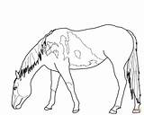 Mustang Horse Outline Coloring Pages sketch template