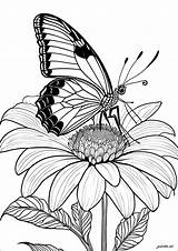 Beautiful butterfly On A Flower  Butterflies & Insects Coloring Pages sketch template