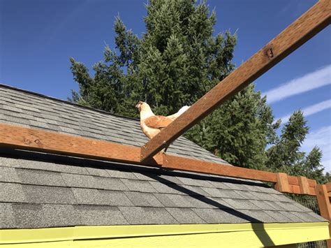 Chicken run roof – Yellow Cottage Homestead