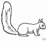 Squirrel coloring Page  Free Printable Coloring Pages sketch template