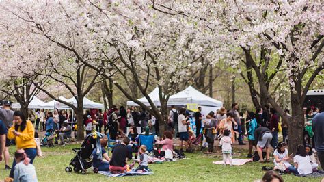 Washington Nationals Honor City's Iconic Cherry Blossoms with City ...