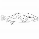 Trout Coloring Page For Kids  Free Trouts Printable Pages sketch template