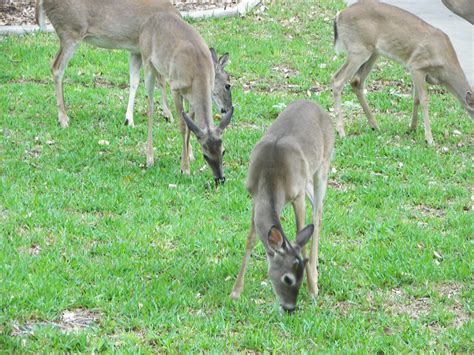 PLANTanswers: Plant Answers > Deer Eating Grass