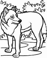 10 Bold Wolf Coloring Pages For Creative Kids sketch template
