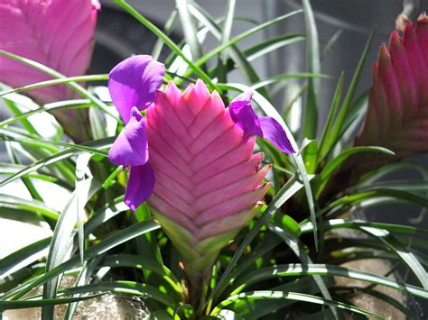 Tillandsia cyanea, pink quill | bromeliad family, native to … | Flickr