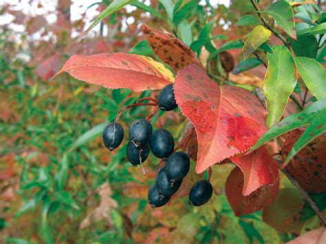 Why Virginia Natives are the Best Choice in 2021 | Season plants, Native plants, Shrubs