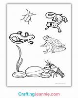 15  Pond Coloring Pages Free PDF sketch template