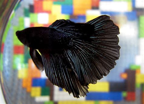 black betta. | Betta Fish | Pinterest