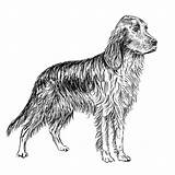 Irish Setter Coloring Page Free Printable Pages Sketch sketch template