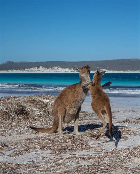 Guide To Seeing The Lucky Bay Kangaroos | Suzy Stories