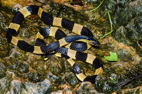 Banded krait (Bungarus fasciatus)