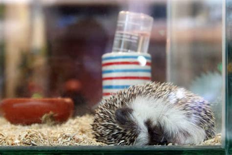 Do Hedgehogs Hibernate? What You Should Know - The Pet Savvy